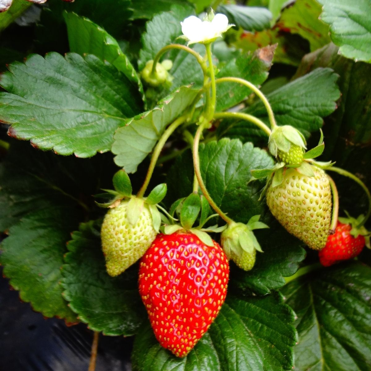 Strawberry- Red Gauntlet (Runner x5)